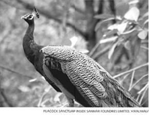 Peacock at sanmar viralimalai