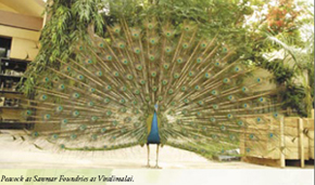 peacock at sanmar