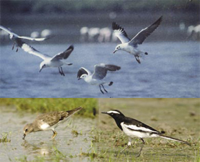 Chemplast Sanmar and BNHS Proud hosts of migratory birds