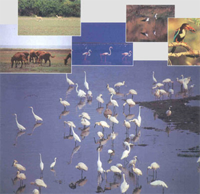 Clockwise: Feral horses, black buck, flamingoes, black winged stilt, whitebreasted kingfisher, spoonbills and egrets