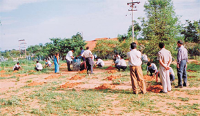 SSCL employees planting